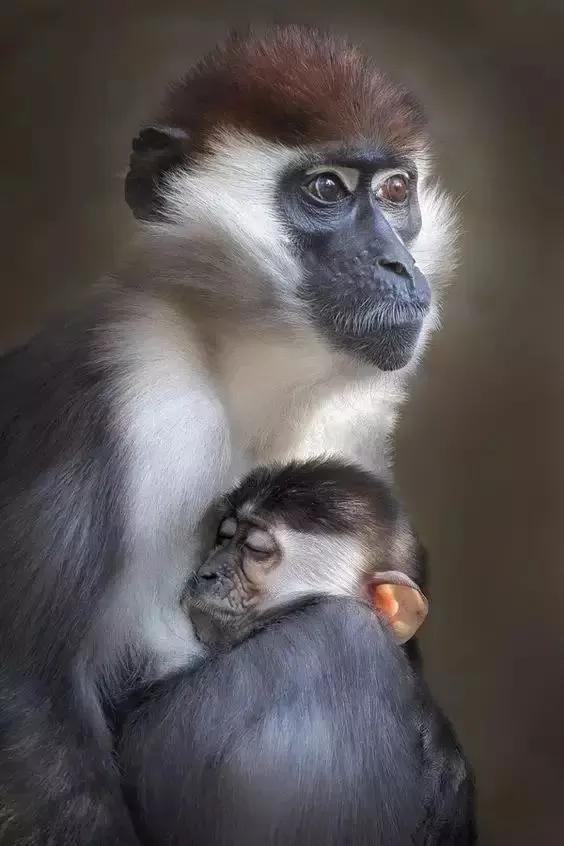 全世界总共有几种猴子,世界上最稀有的猴子是哪种猴子