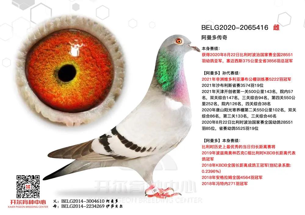 立志从买鸽王到飞鸽王开尔今年飞得怎么样？