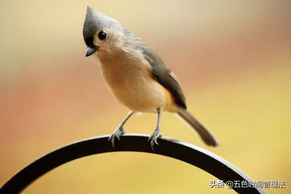 百分之99的成功人士都有早起习惯,每天坚持早起对身体有什么好处