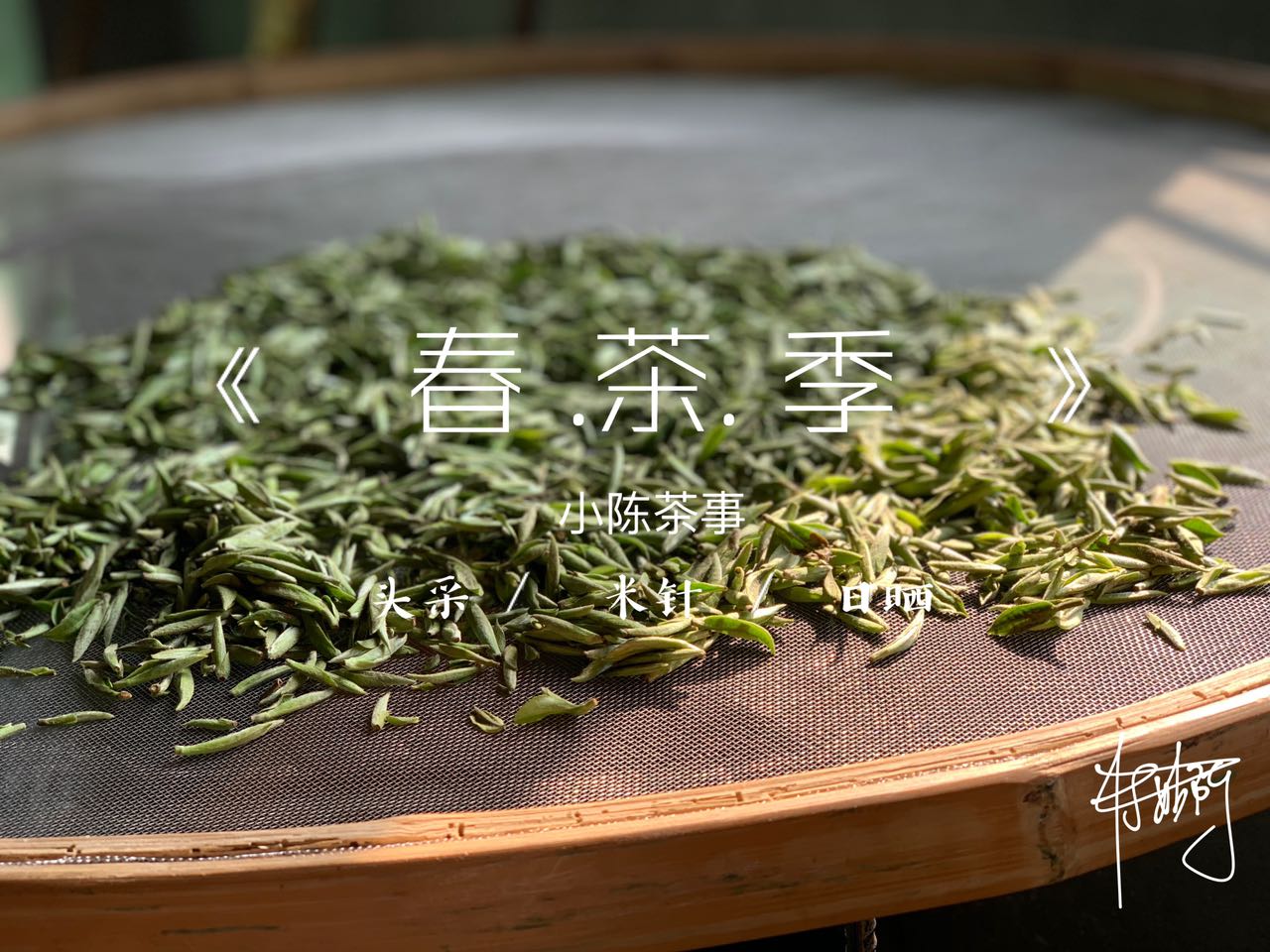 老白茶寿眉散茶好还是饼茶好喝,收藏白茶和收藏普洱的区别