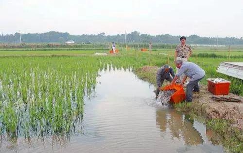 鳝鱼泥鳅养殖前景,泥鳅养殖成本与利润多少钱一亩