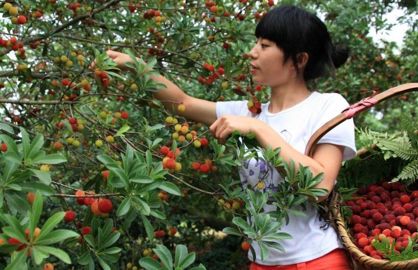 杨梅采收期间要注意什么,杨梅采摘后管理技术