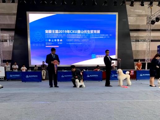 名贵赛级比熊，让弟弟养了15天后，这一团黑是什么东西？