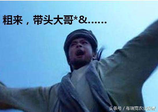 垃圾堆的真实现状,垃圾堆的真实生活