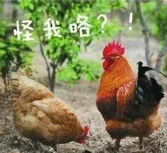 四季学堂养生课,吃鸡的忌口