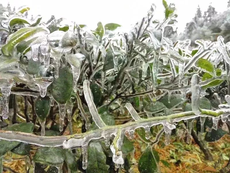 他说，要种出最优良的沙糖桔，必须治好两种病！