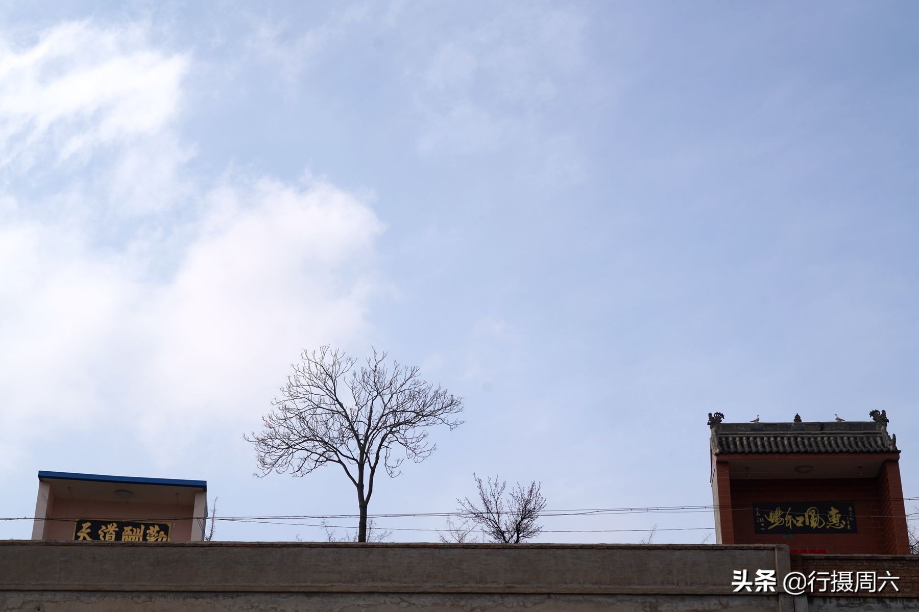 山西8旬大爷把母猪当宠物养，1窝小猪卖14600元，无本生意