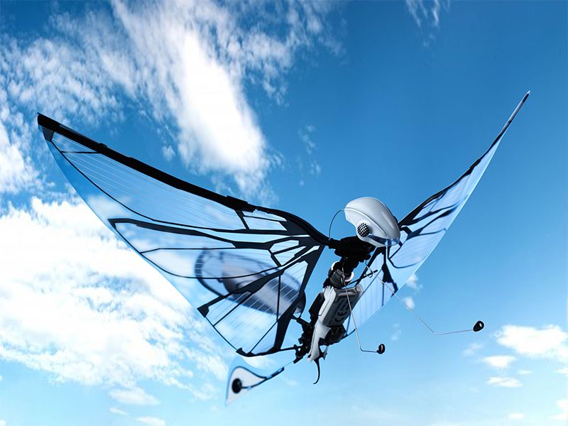仿生鸟扑翼无人机,法国遥控仿生昆虫