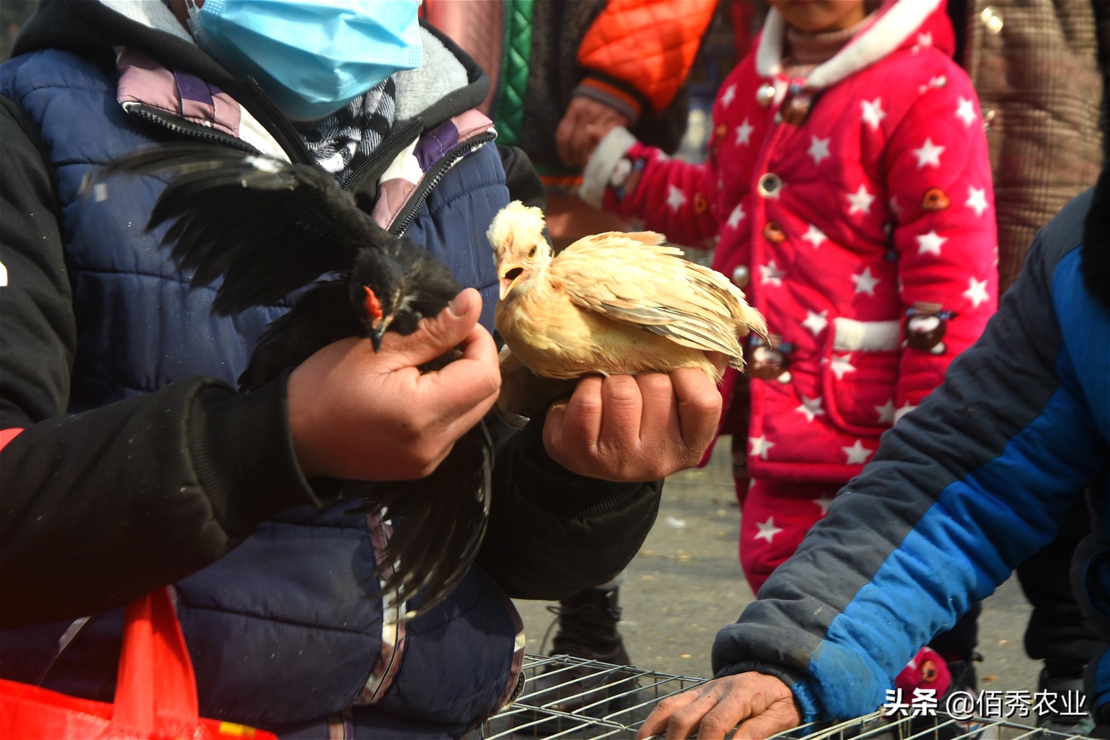 农村集市上的宠物鸡,30元一只挺值钱,小伙无意间发现商机