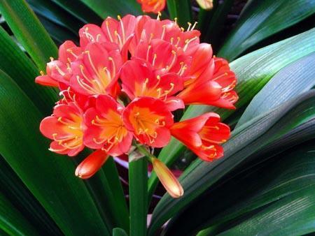 君子兰开花如何授粉结种子,君子兰开花如何人工授粉