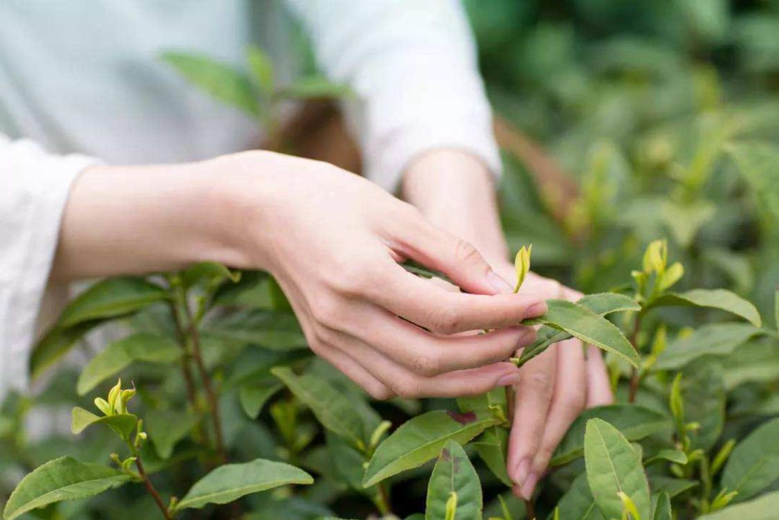 都匀手工毛尖与机械毛尖区别,都匀毛尖和湄潭毛尖哪个好喝