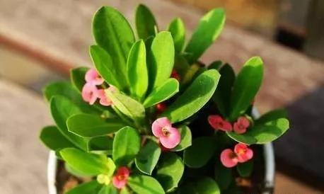 「识花儿」虎刺梅