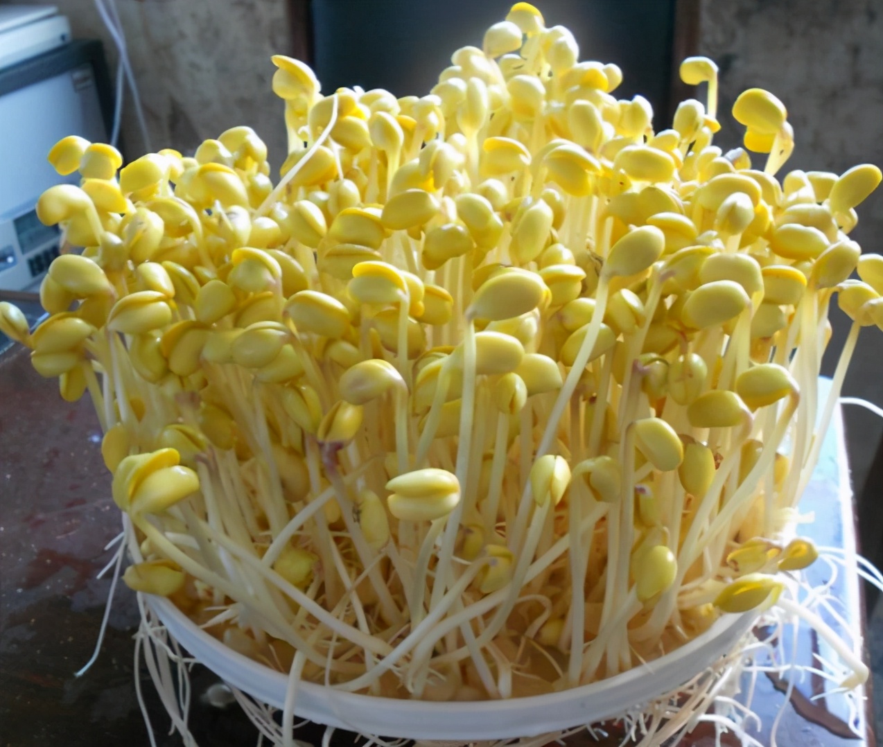 学会这个方法再也不用买豆芽了,豆芽不用买用塑料瓶就能发豆芽