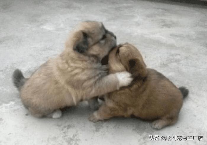 不串的田园犬有多珍贵,正宗的中华田园犬长啥样