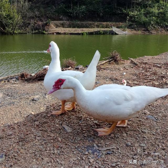 鸭缺维生素的症状,怎么补充鸭子维生素a