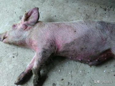 猪混感高热综合征的防治,猪混感高热病快速治疗方法