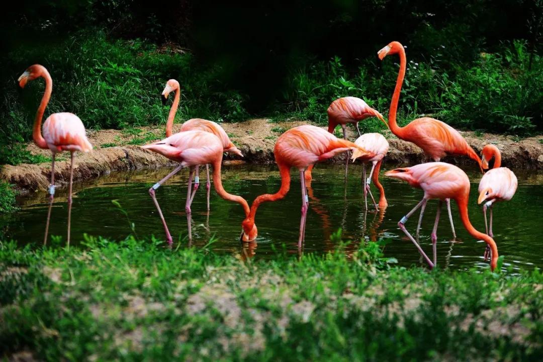 青岛海边遛娃免费十佳去处,青岛夏季遛娃