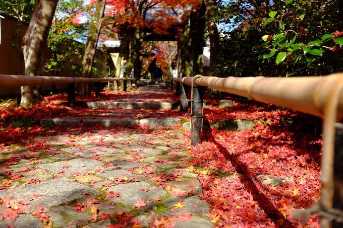 京都赏枫2022,京都赏枫必去景点有哪些好玩的