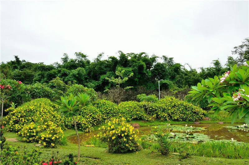 西双版纳风景之旅自由行旅游攻略,邂逅雨林西双版纳秘境之旅