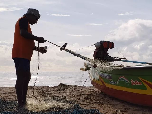 进博会印度今年有什么产品,印度人评进博会带货