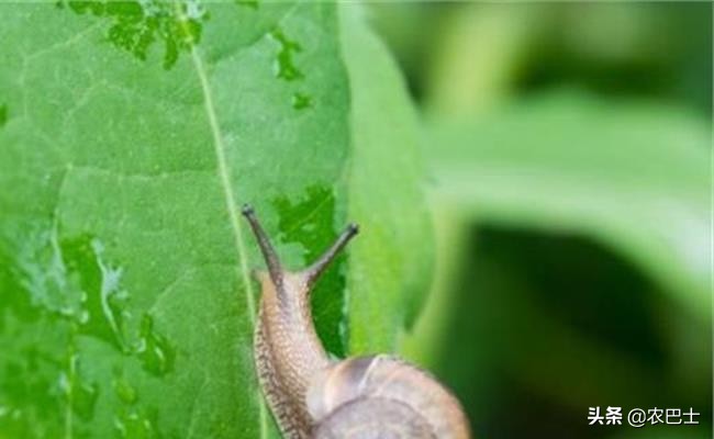 蜗牛不吃蜗牛的粮食怎么办,蜗牛是不是有26000多颗牙齿