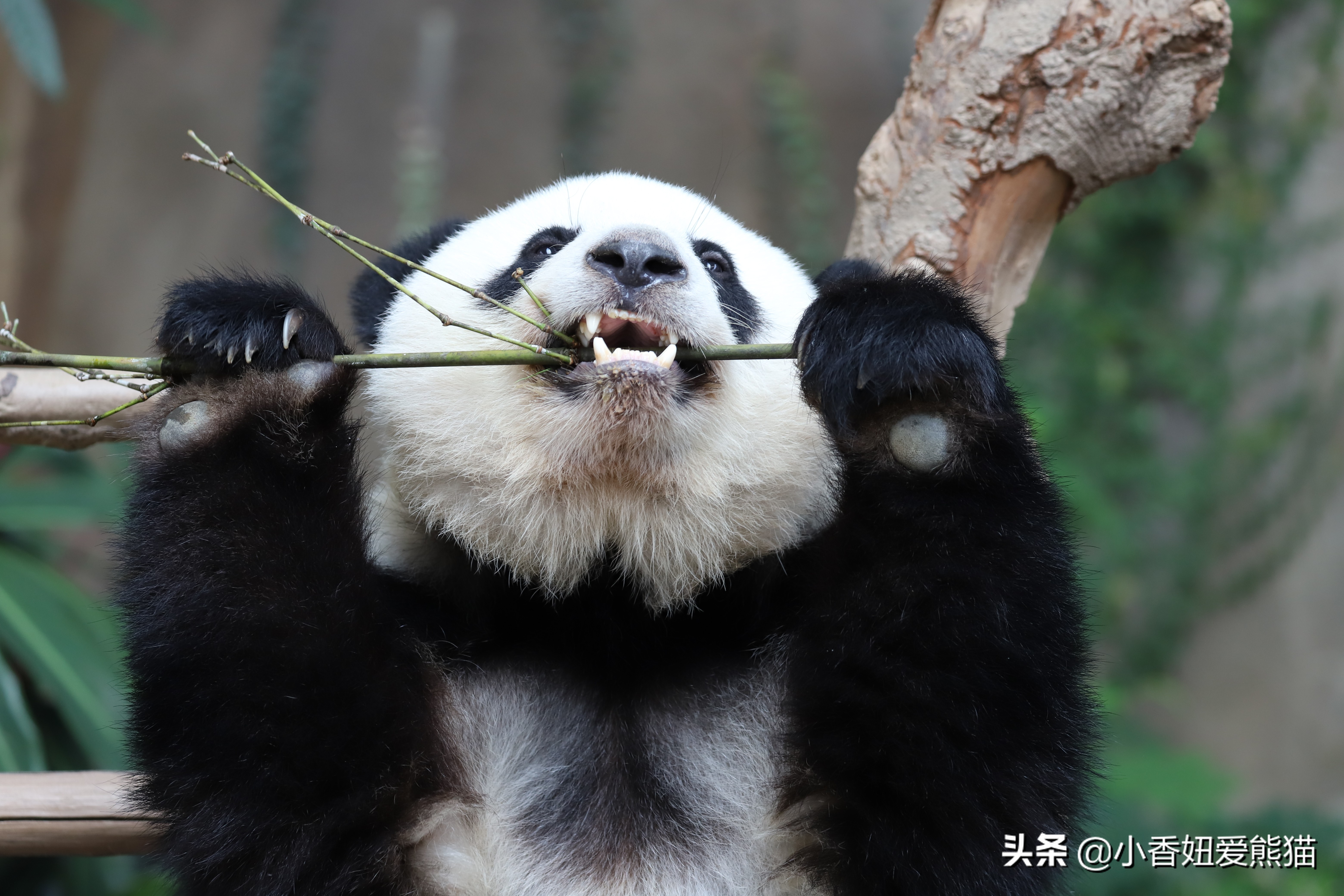 马来西亚大熊猫谊谊出生,熊猫谊谊小时候的照片
