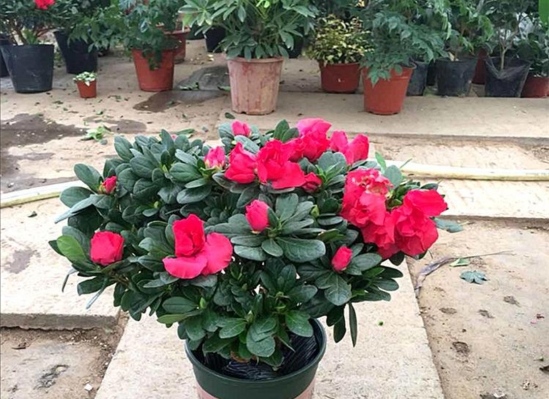 家里养杜鹃花的正确方法,杜鹃叶子长得旺怎么不开花