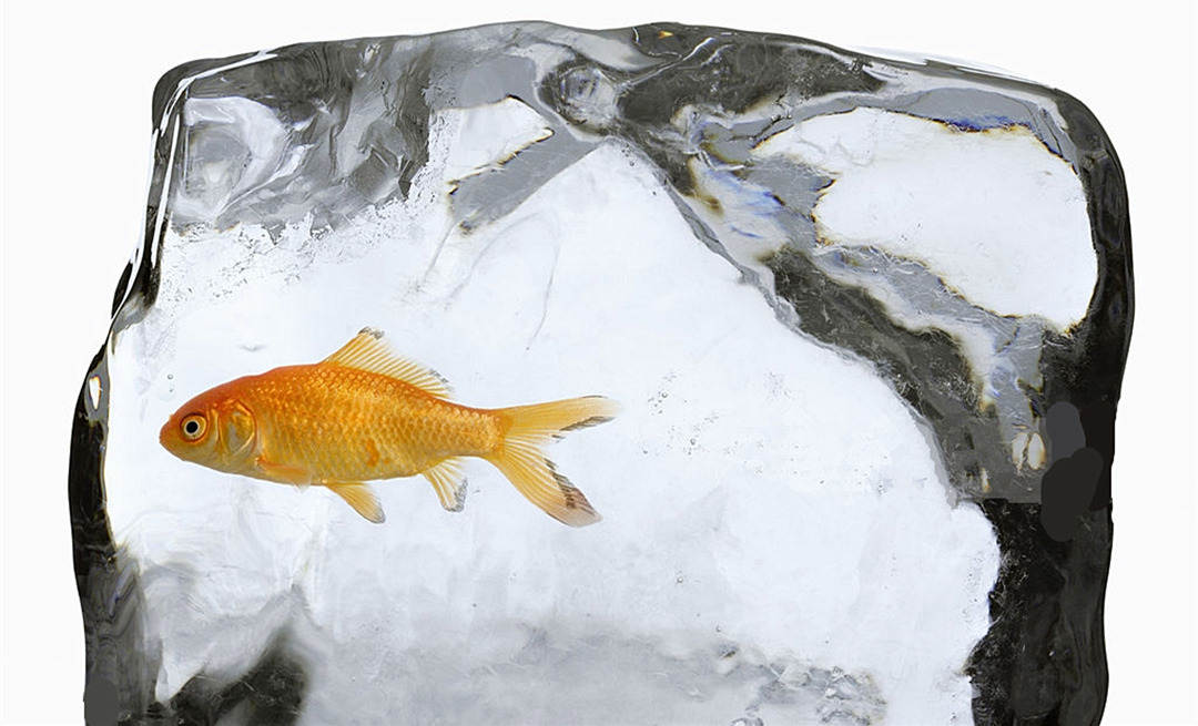 强寒潮持续到三月,强冻过后的蛇还能吃吗