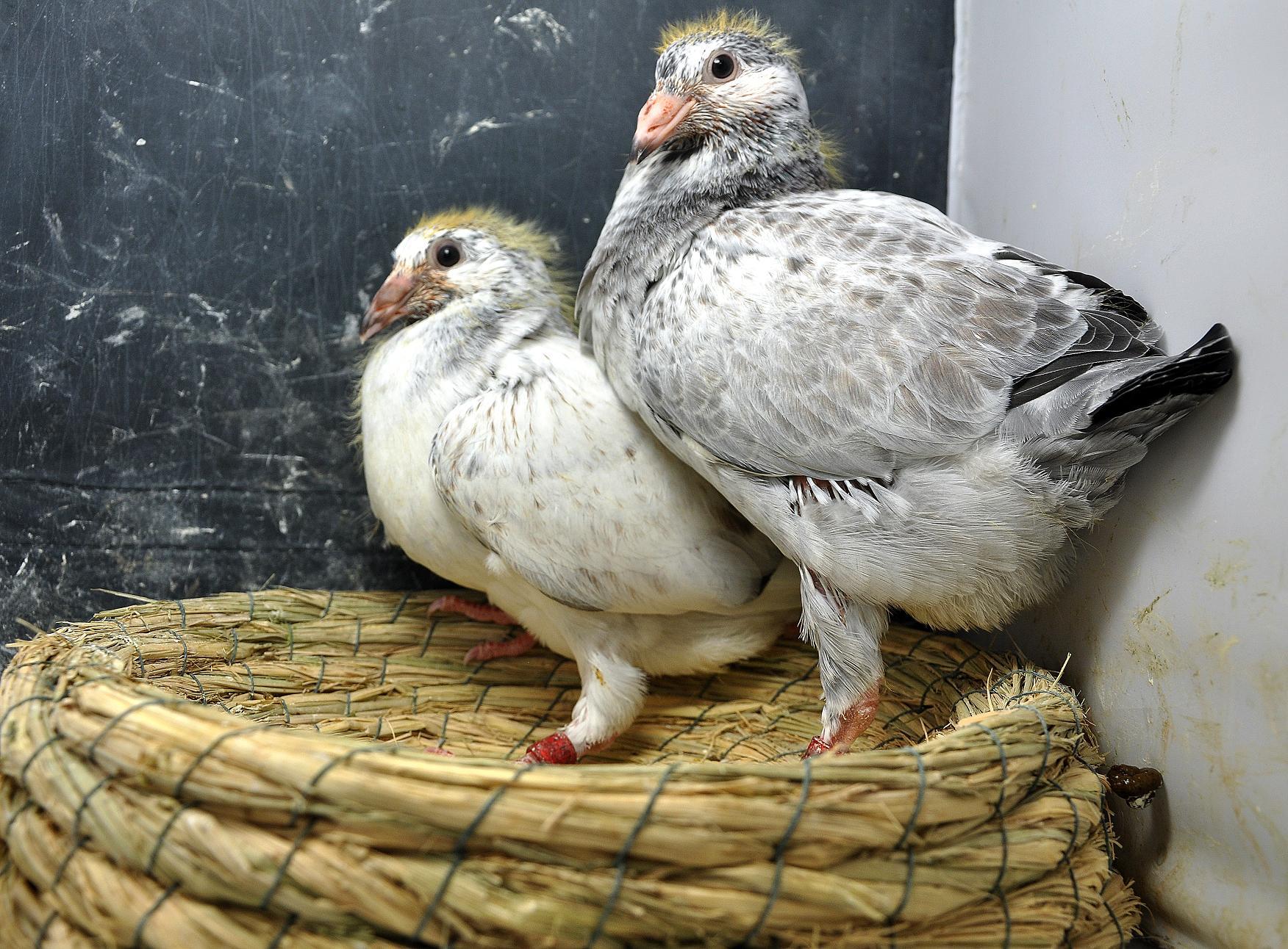 养鸽如何引来更多天落鸽,养鸽技巧小鸽子防被打