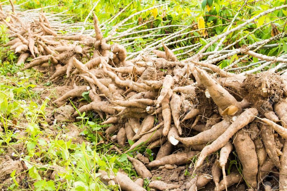 粮食不能自给的非洲各国，那里的人们都是以什么为主食的？