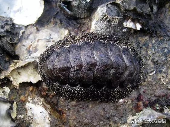 关于鲍鱼的科学知识,鲍鱼的知识和讲解