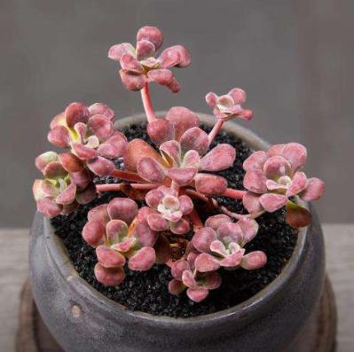 新手种多肉用什么花盆最好,刚种多肉用什么土