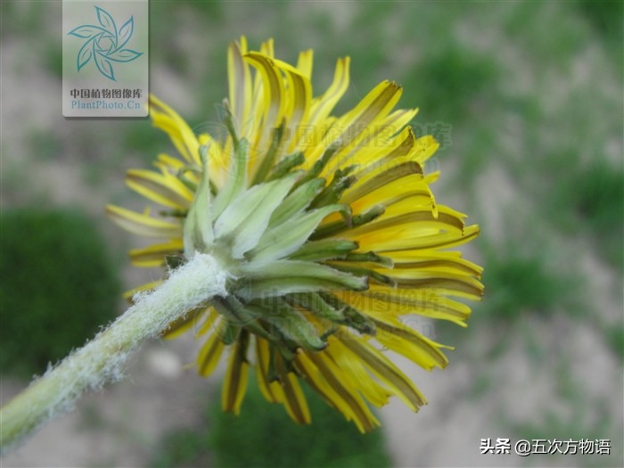 蒲公英泡水喝的利与弊你了解多少,关于蒲公英的知识科普