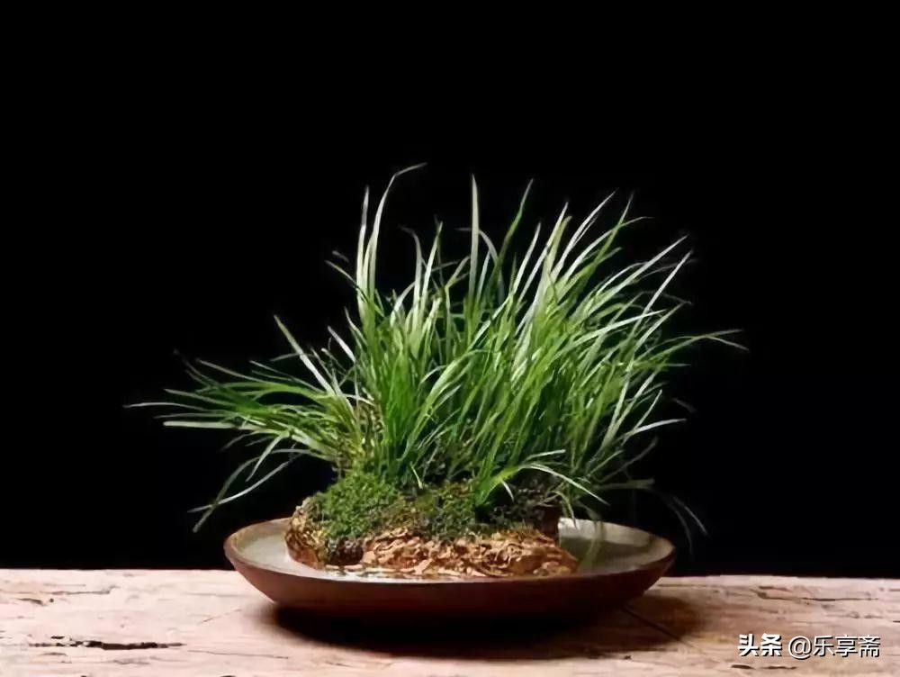 菖蒲的乐趣在哪里,菖蒲要怎么打理好看