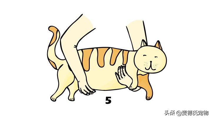 猫卧姿的正确姿势,提猫的后颈的正确姿势
