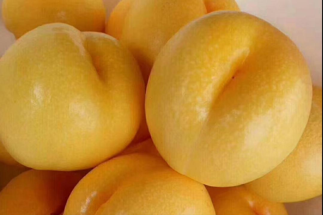 ‘中油4号’为什么能成为经典品种?以后就照着选品种准没错