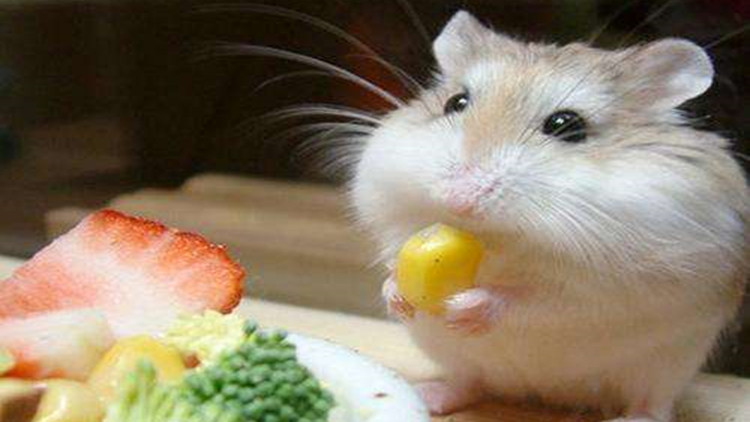 布丁仓鼠激萌时刻,布丁仓鼠萌宠