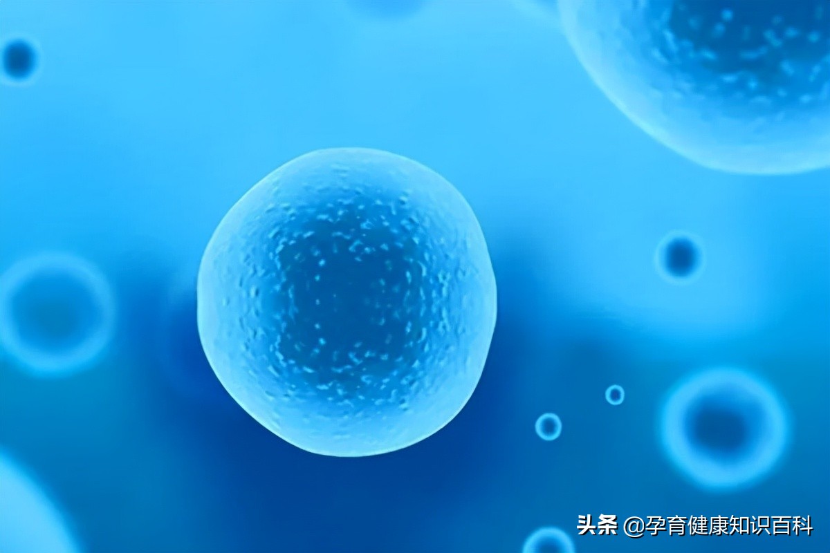 卵泡不排是不是就不能怀孕,卵泡也正常怎么就怀不上孕呢