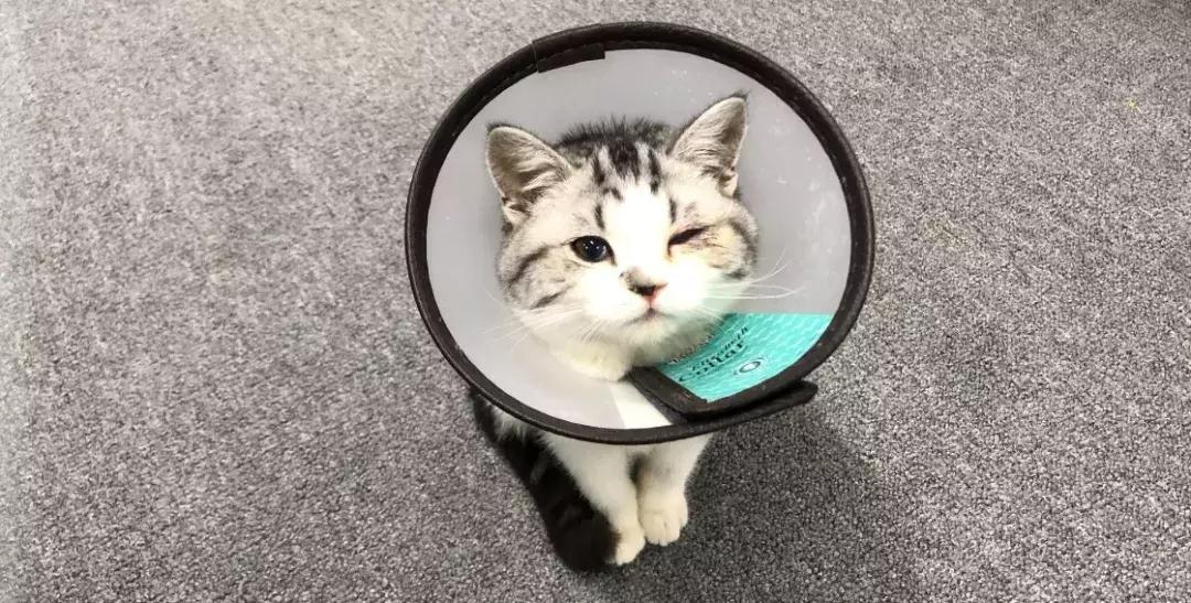 两只猫打架怎么办呢,两只猫打架掉一撮毛