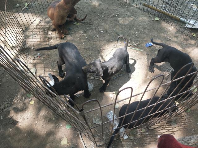 开封杨丰宠物市场最新价格信息,开封杨丰宠物市场现在开着吗