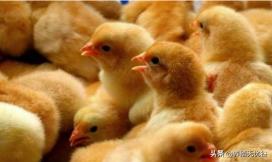 鸡感染新型冠状病毒有什么症状,鸡冠状病毒有什么症状