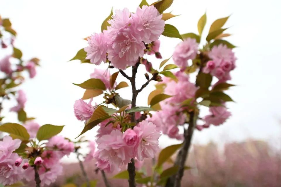 这等世外仙境竟然在西南交通大学希望学院?