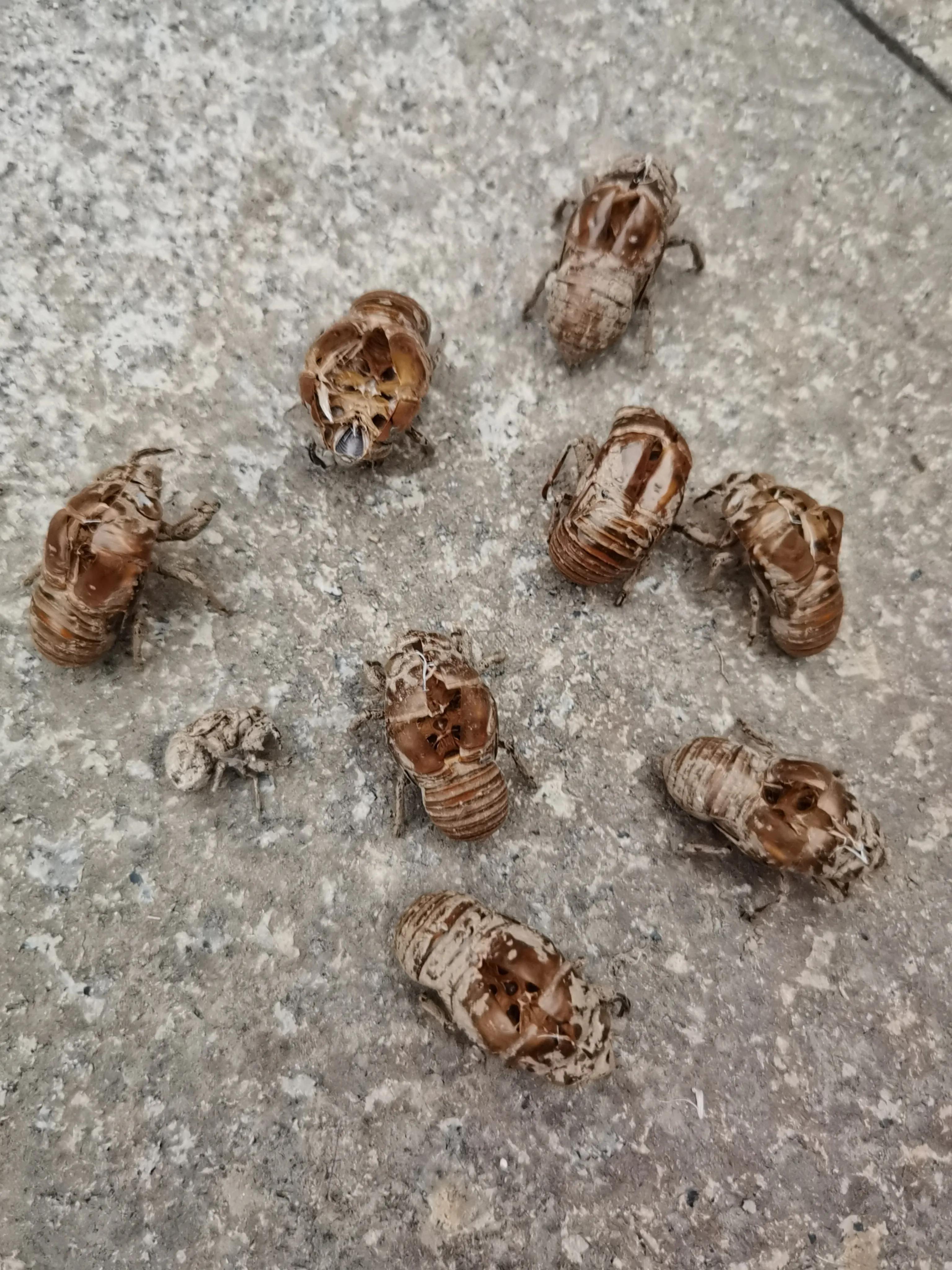 七月来了,天津小区知了钻出地面,曾经枯死的石榴树竟有发芽的