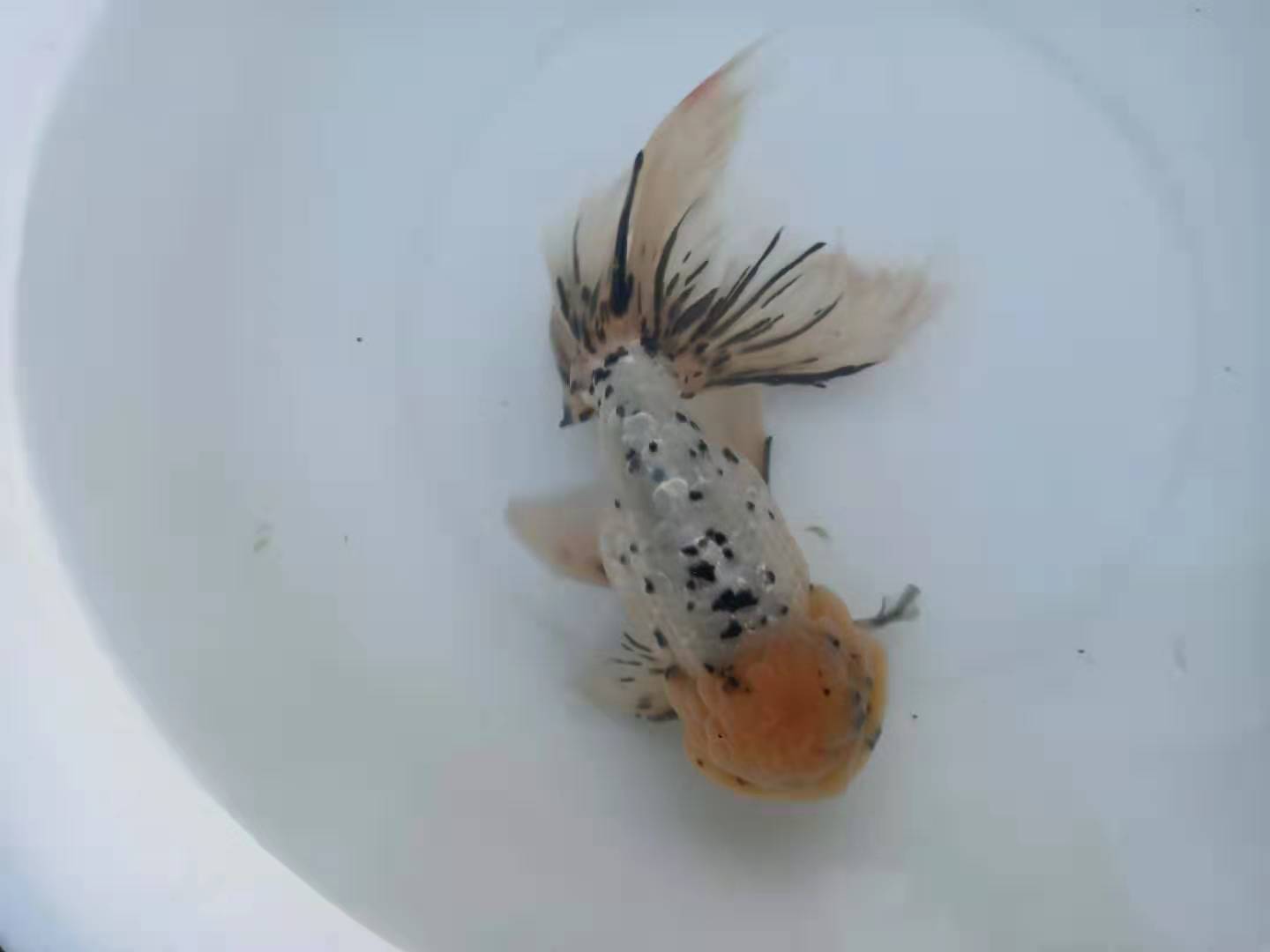 金鱼病了水里放什么可以杀菌,金鱼生病后鱼缸怎么处理