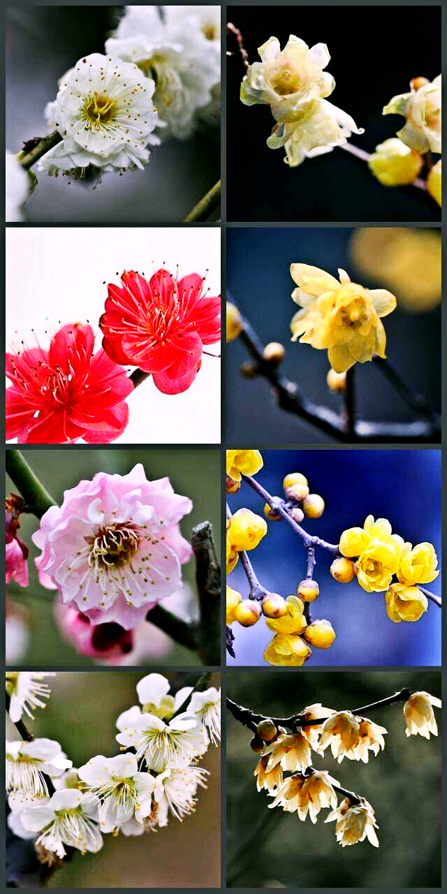 腊梅迎春绽放满园幽香扑鼻,腊梅花香清香扑鼻