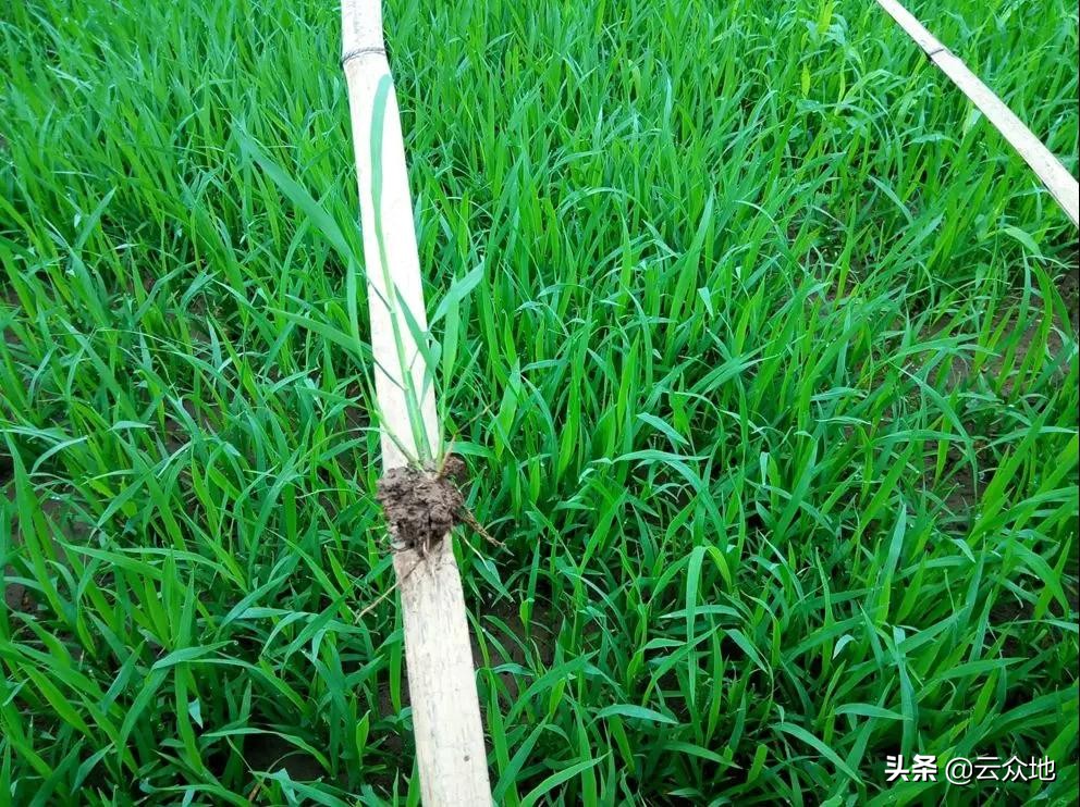 水稻旱育秧技术存在的问题及对策,水稻苗期壮苗管理技术视频