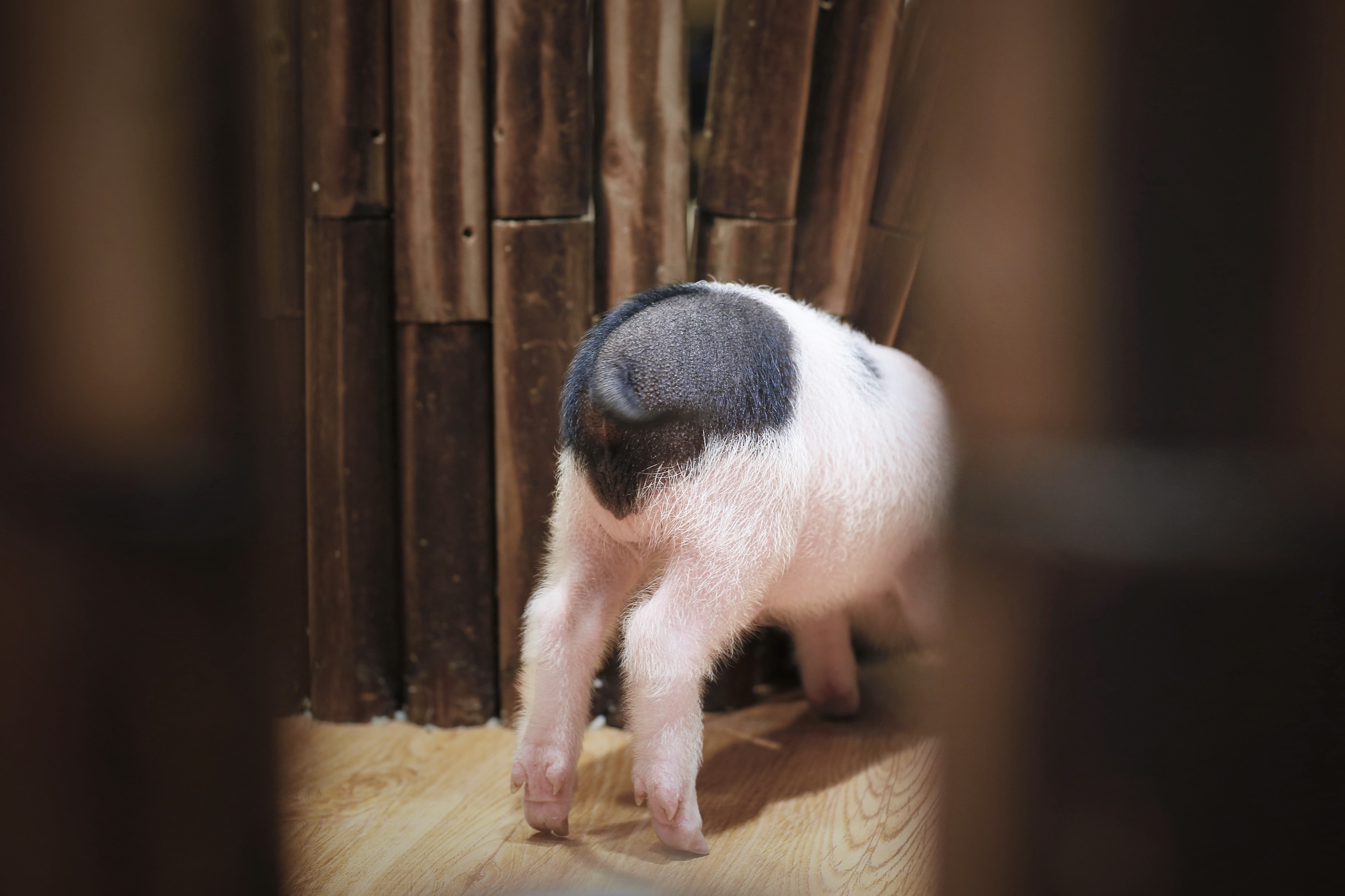 最挣钱的猪场,猪做什么生意最赚钱