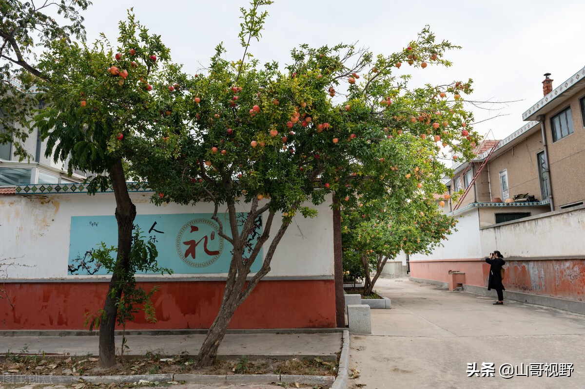 石榴树的种植技术和施肥方法,盆栽石榴九月底十月初还能施肥吗