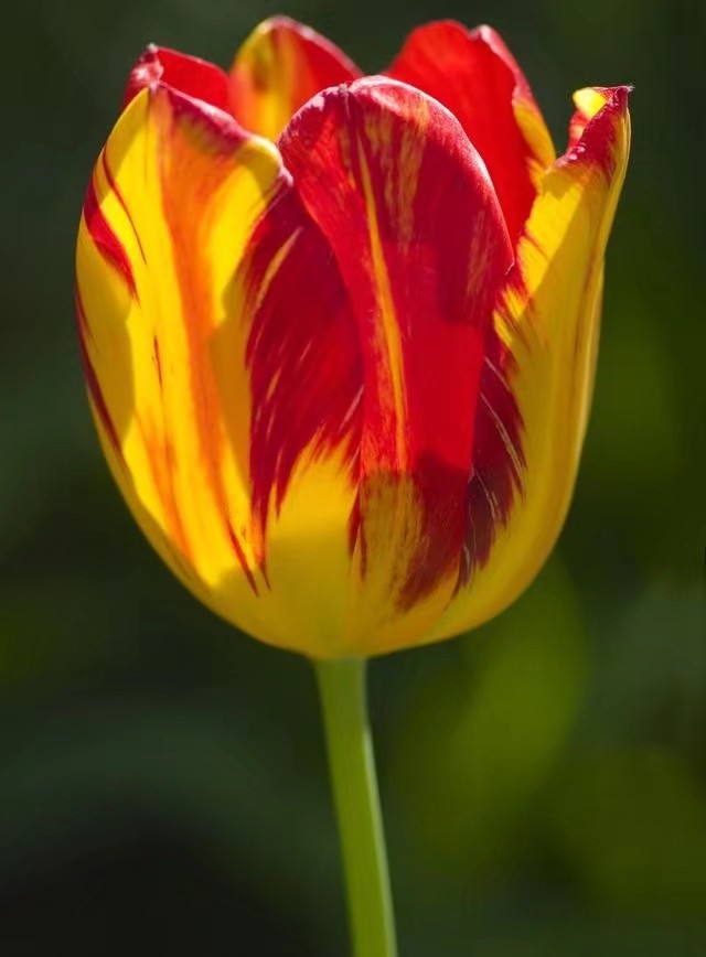 郁金香植物园欣赏,精美郁金香图片欣赏