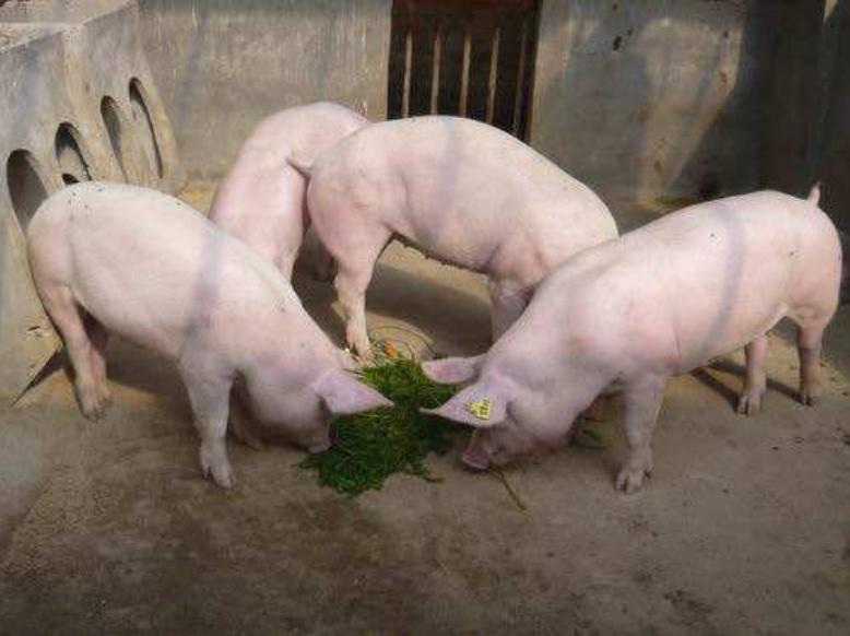 猪为什么不怕毒蛇还吃蛇,猪是蛇克星是什么意思